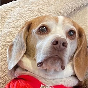 Meet your Posher, Susan